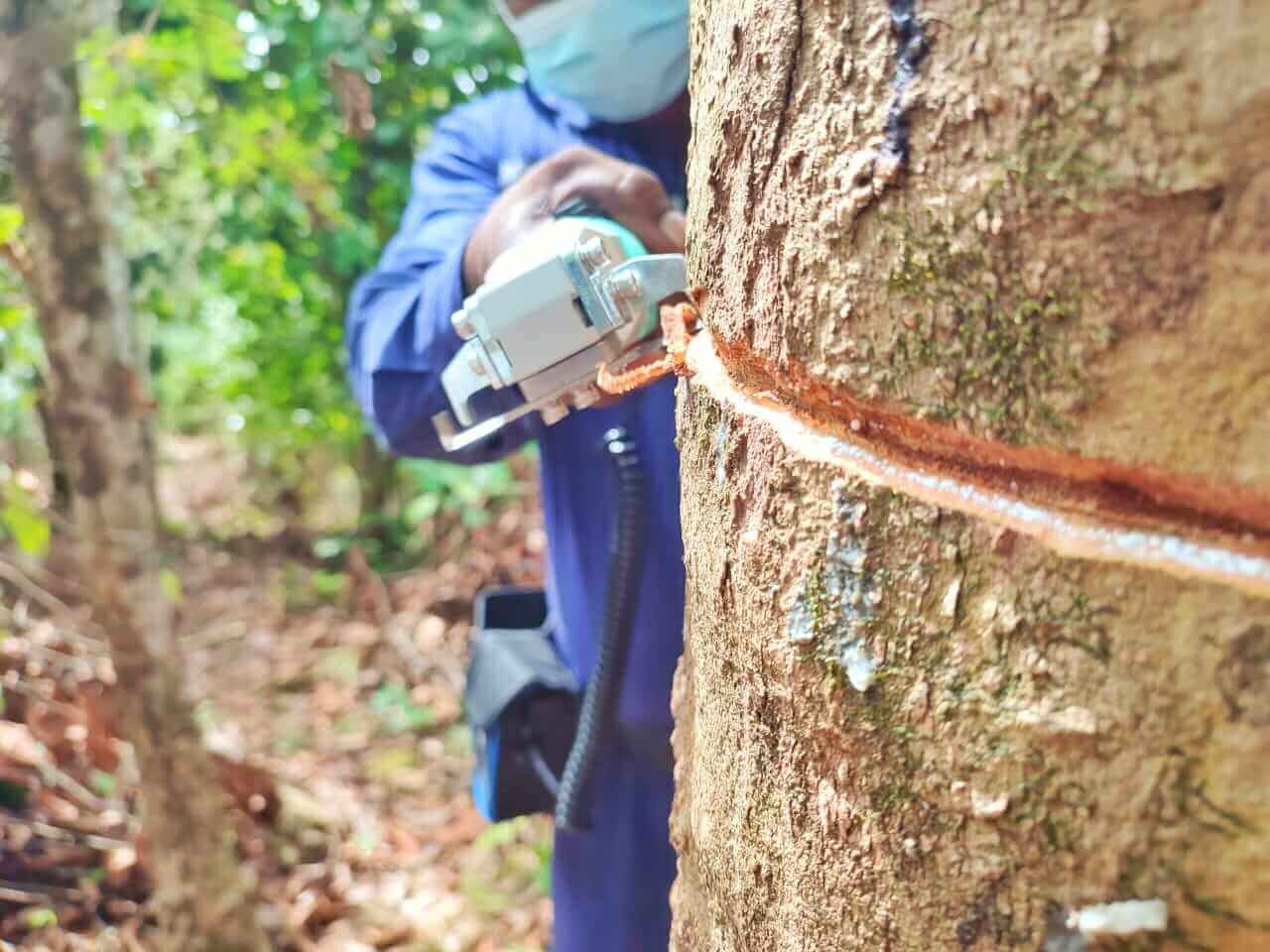 Rubber Tapping