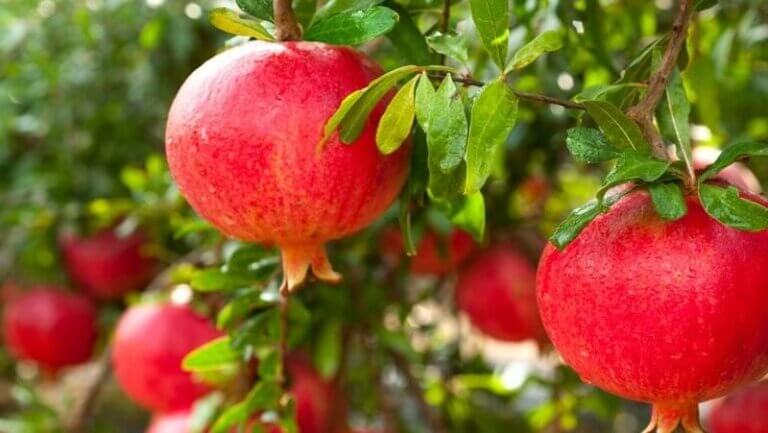 POMEGRANATE – HEESARA QR