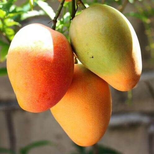 Mango -Heesara Qr