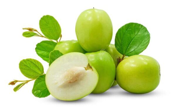 Budded Masan - Indian Jujube - Image 3
