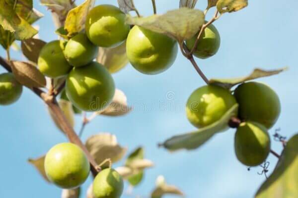 Budded Masan - Indian Jujube - Image 4
