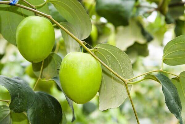 Budded Masan - Indian Jujube - Image 5