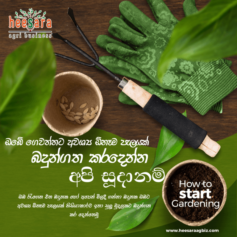 ඔබට නිරෝගී සරු සාර බදුන්ගත පැලයක්