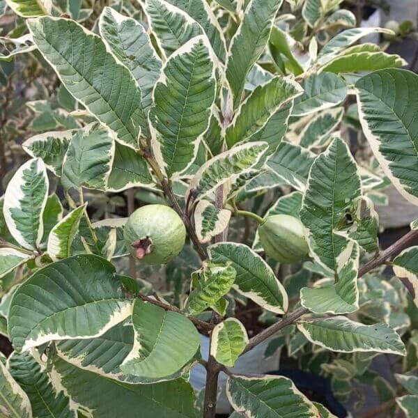 VARIEGATED GUAVA - Image 2