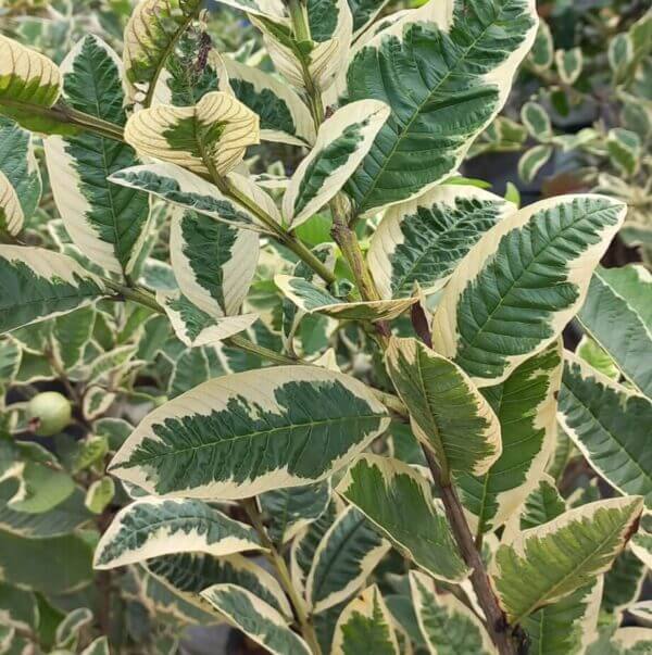 VARIEGATED GUAVA - Image 3