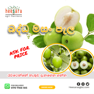 Budded Masan - Indian Jujube