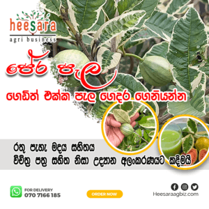 VARIEGATED GUAVA
