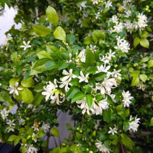 Atteriya - ඇට්ටේරියා