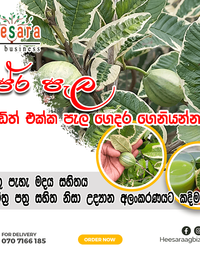 VARIEGATED GUAVA