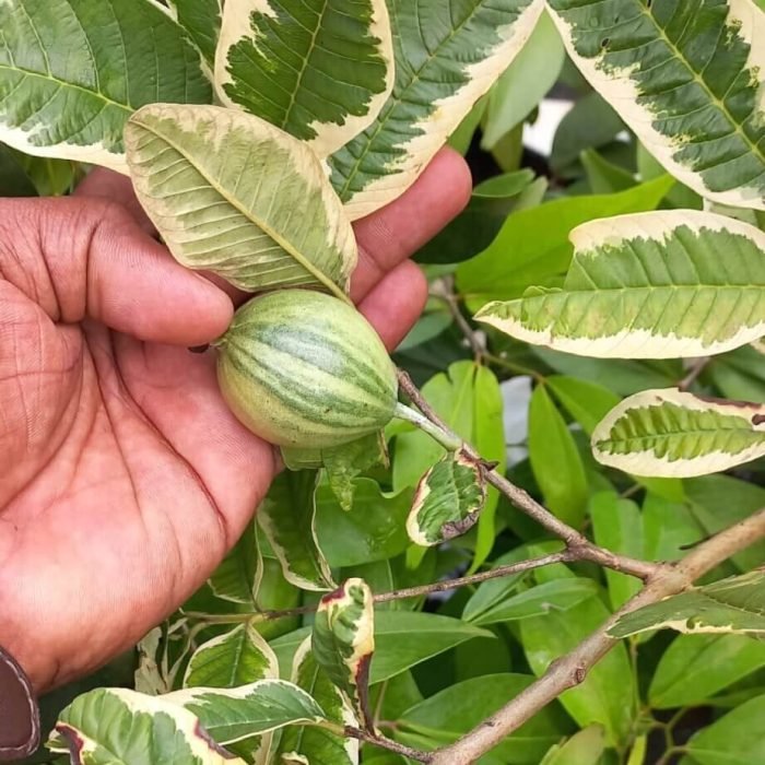 Variegated Guava