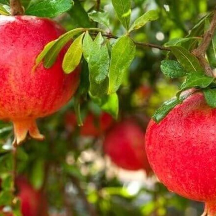 POMEGRANATE – HEESARA QR