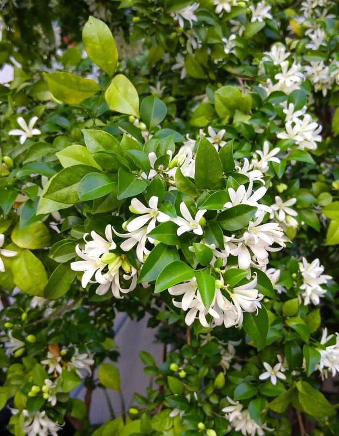 Jasmine murraya paniculata in the garden