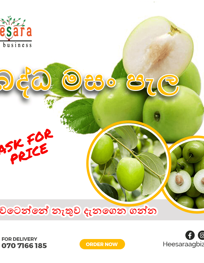 Budded Masan – Indian Jujube